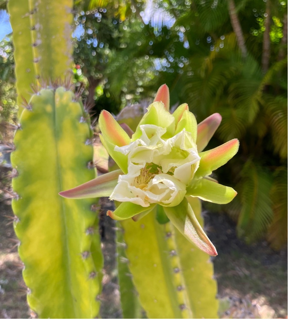 cactus fleur cactus