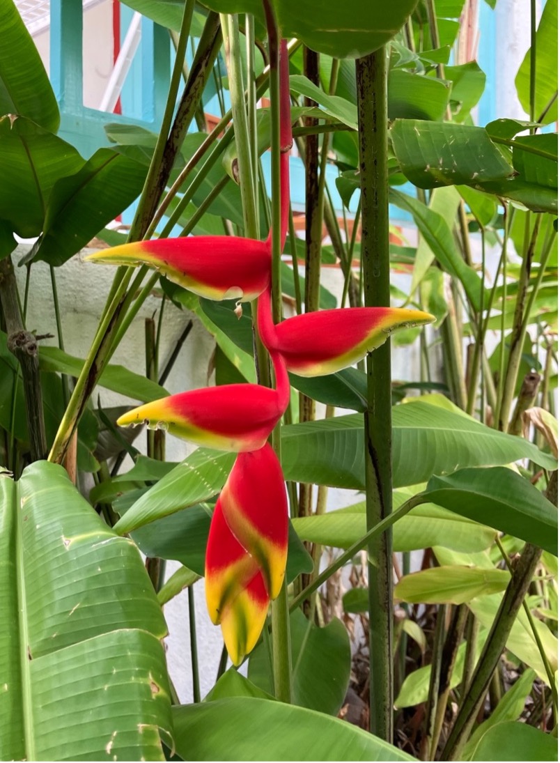 fleur rouge tropicale