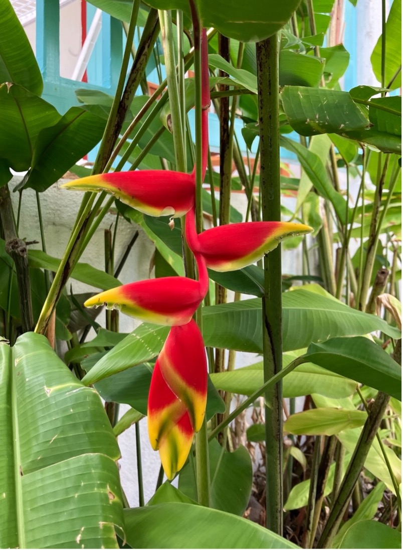 fleurtropicale fleur rouge tropicale