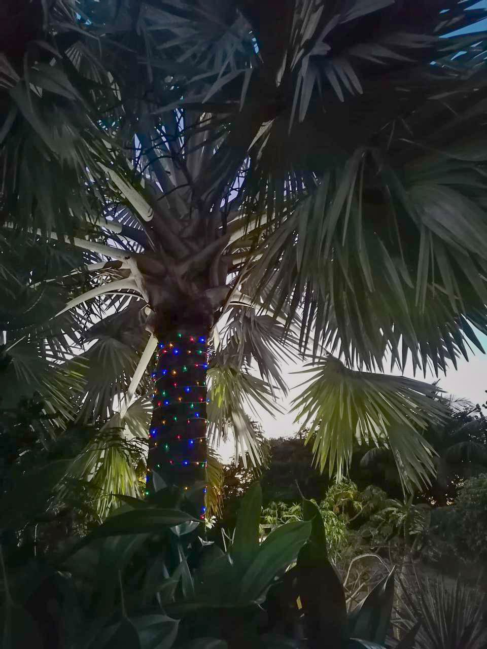 palmierbleuJPG palmier lumineux