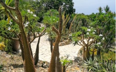 Jardin Botanique du Désert – la Désirade