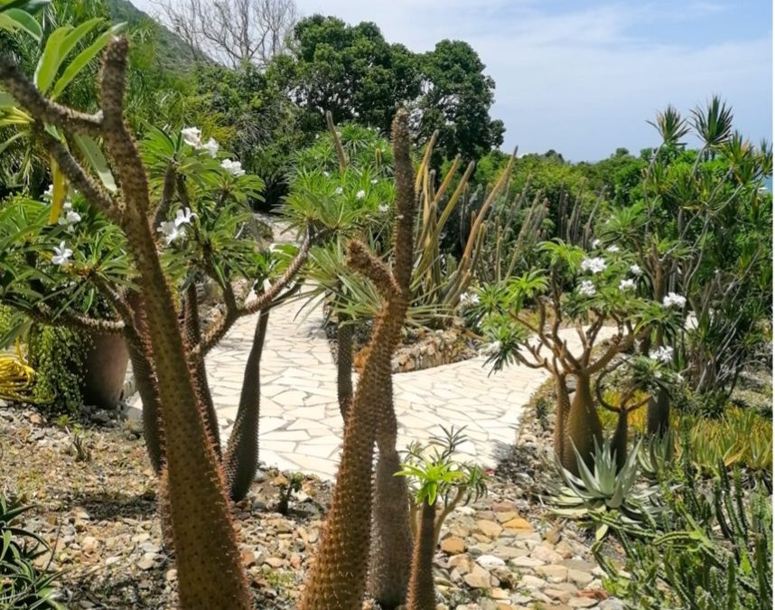 Jardin Botanique du Désert – la Désirade