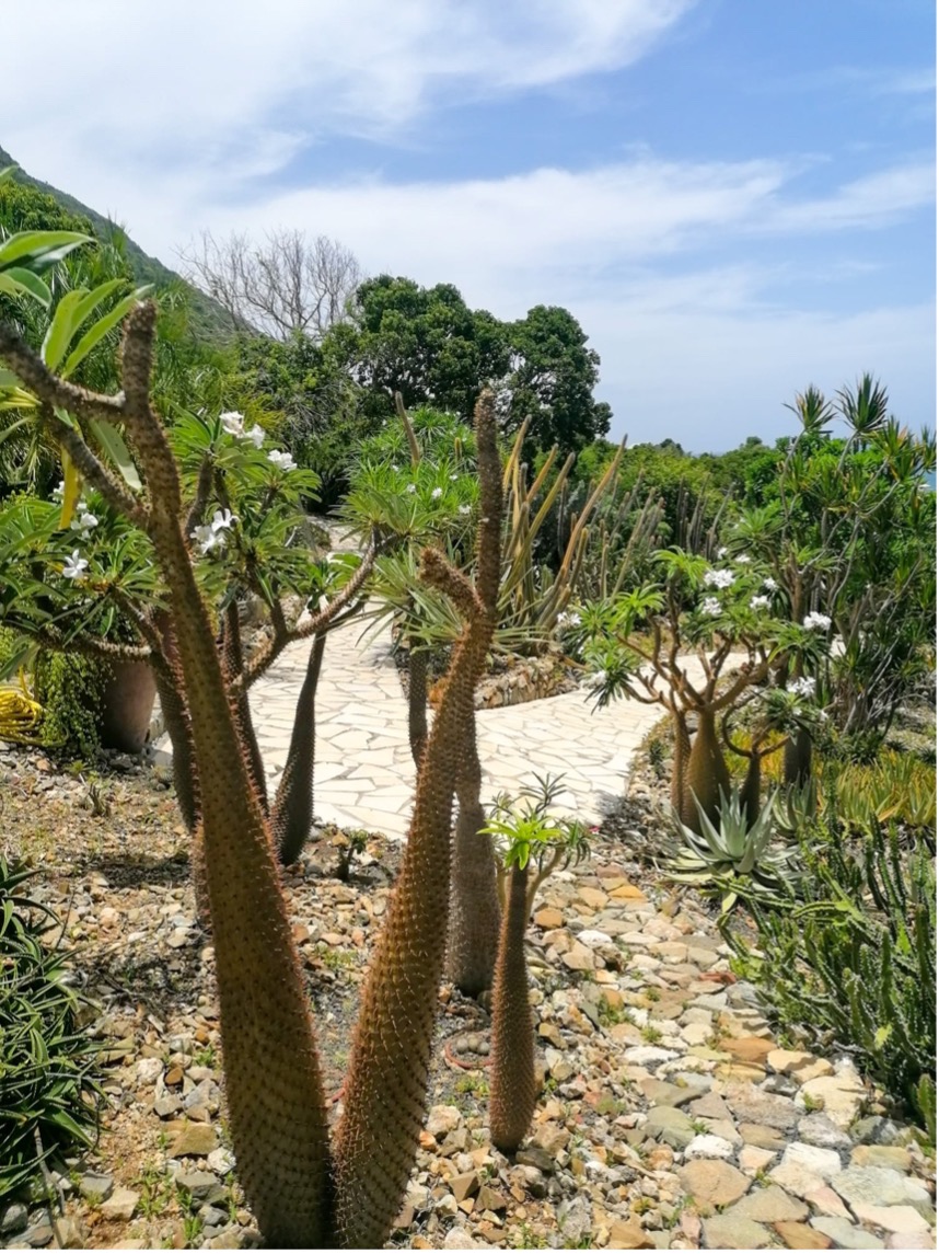 cactus fleuri