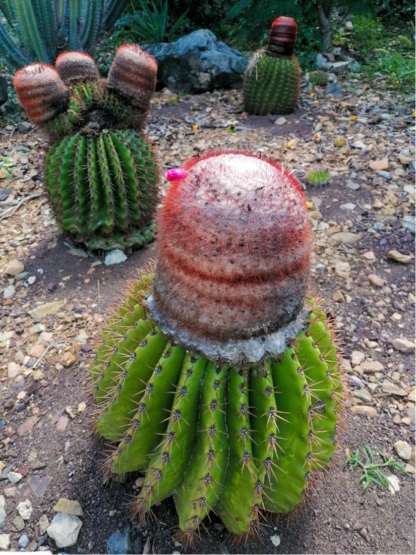 melo cactus tête à l'anglais