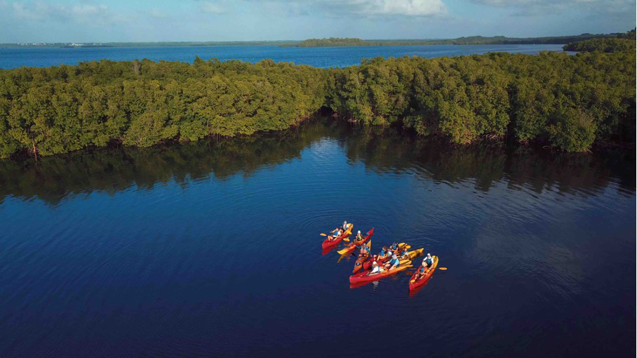 Activité Canoé dans la Mangrove 