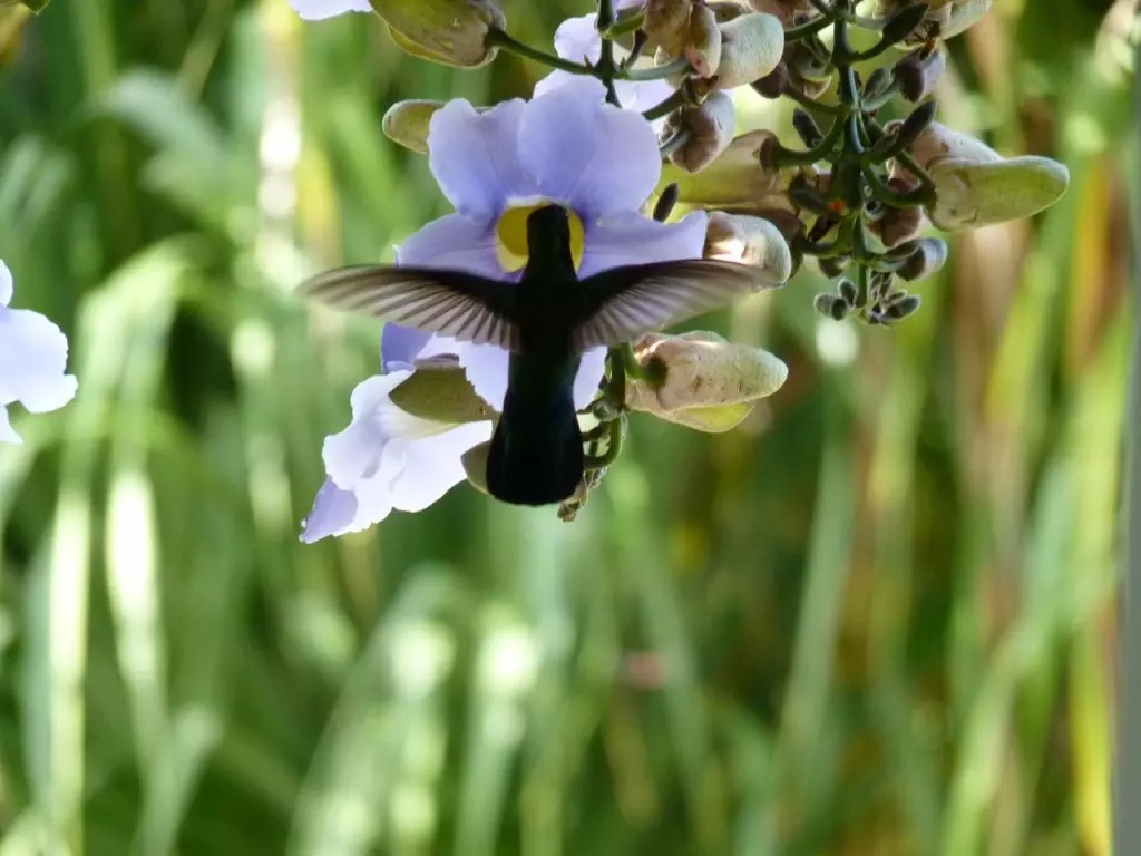 Fleur et colibri