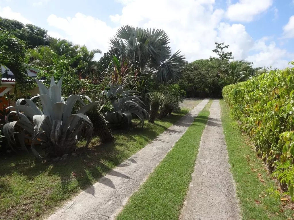 Jardin tropical - Allée