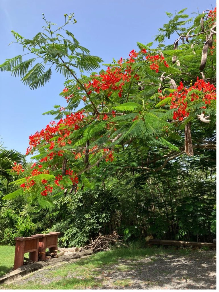 Barbecue - Arbre en fleur