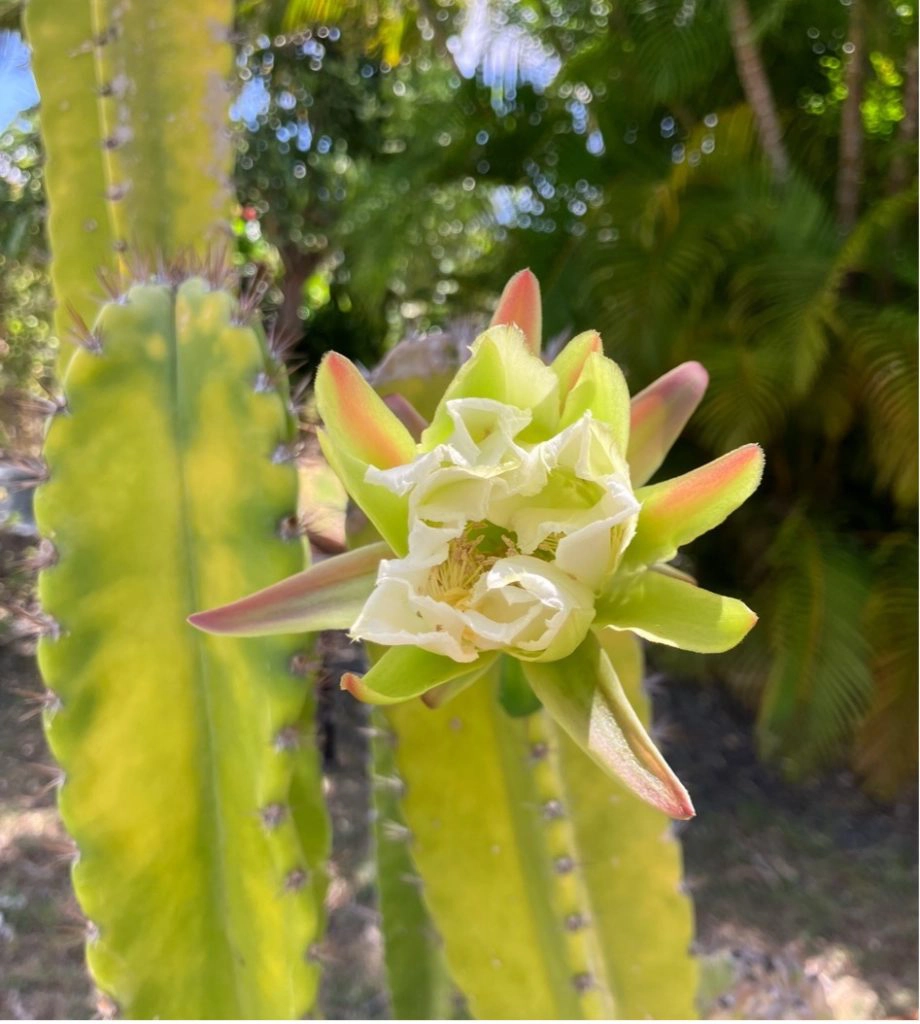 Cactus en fleur