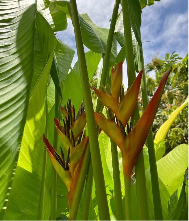 Fleur du Paradis 