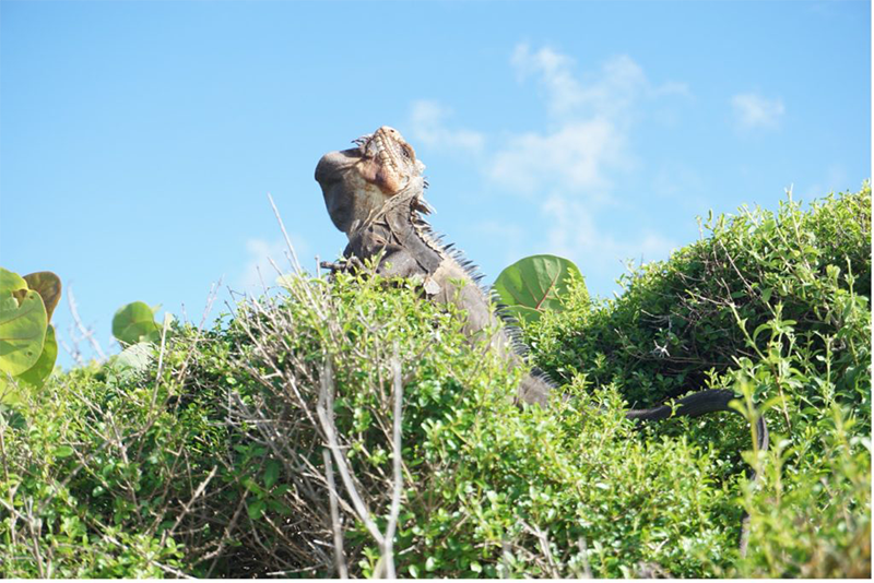 Iguane - Petite Terre - Guadeloupe