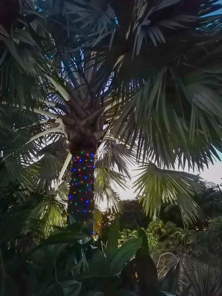 Palmier bismarck - guirlande 